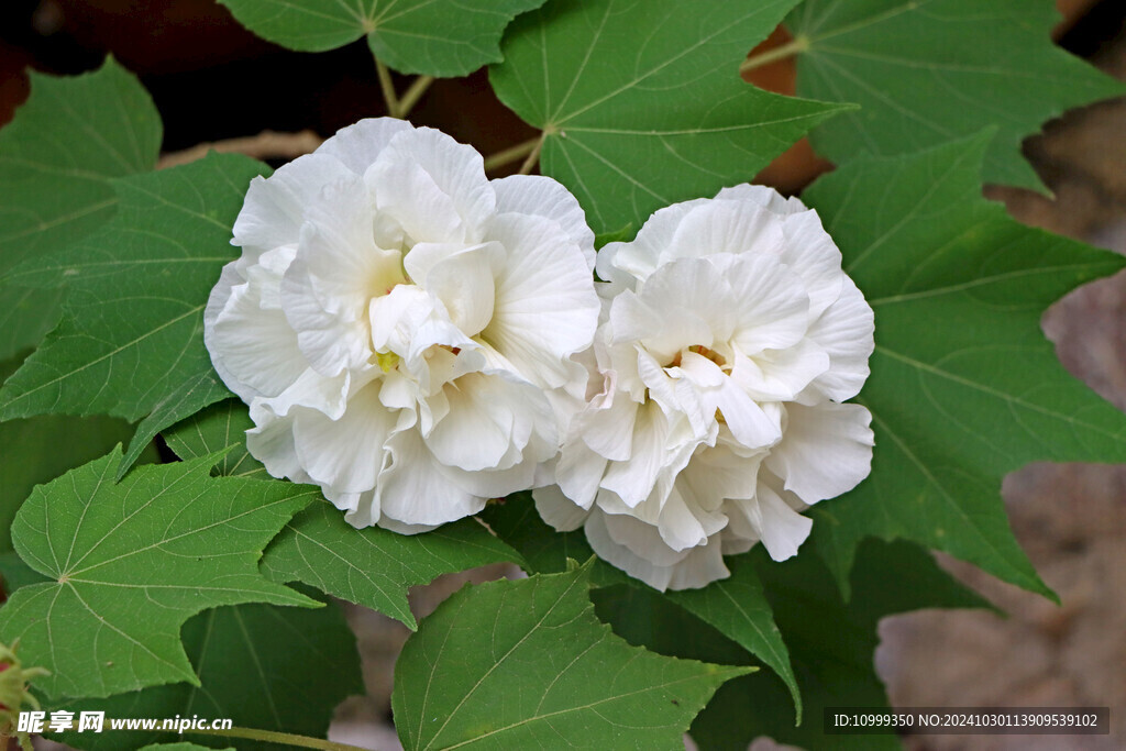 白色木芙蓉花