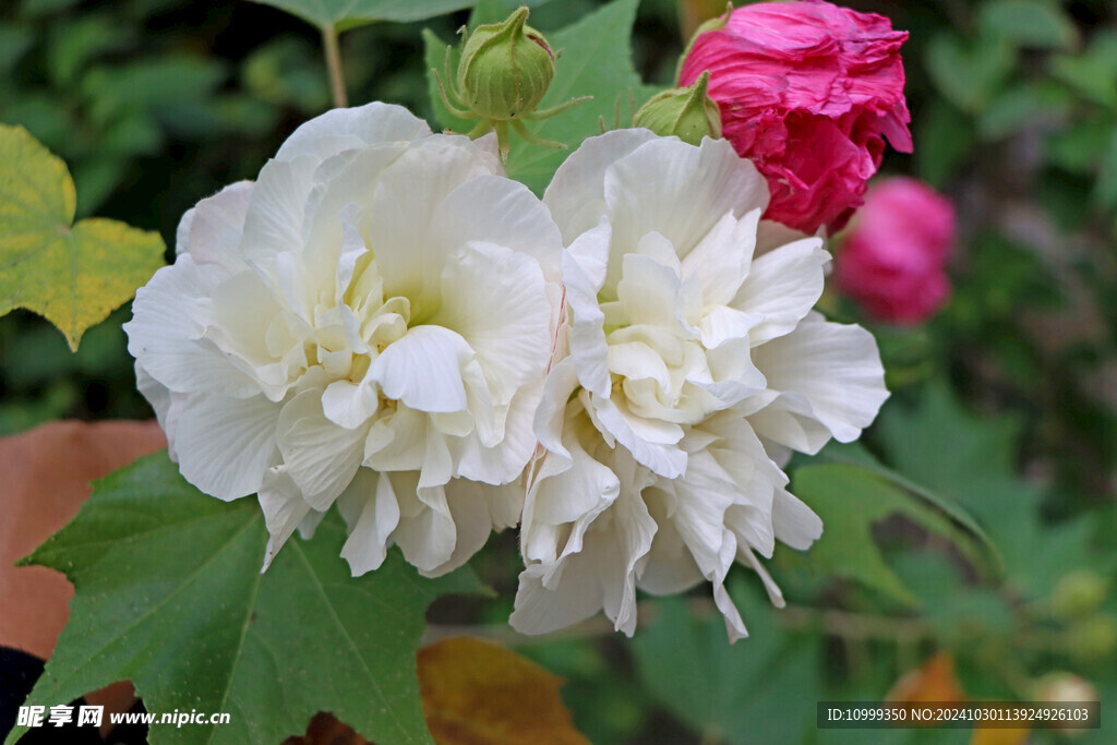 白色木芙蓉花