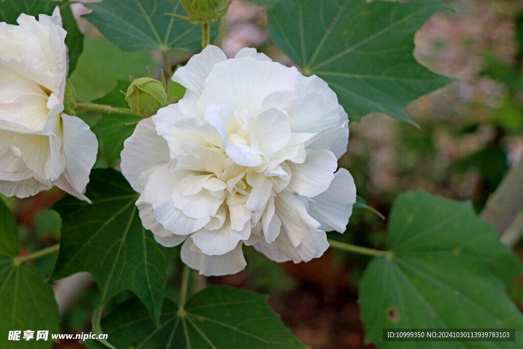 白色木芙蓉花