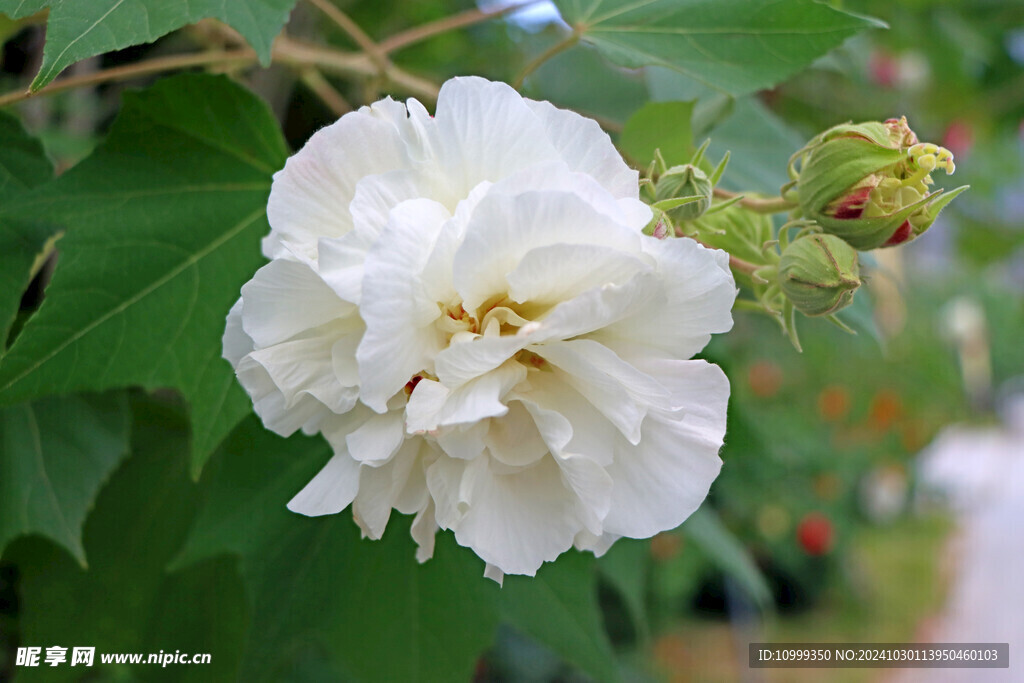 白色木芙蓉花