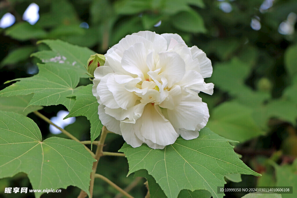 白色木芙蓉花