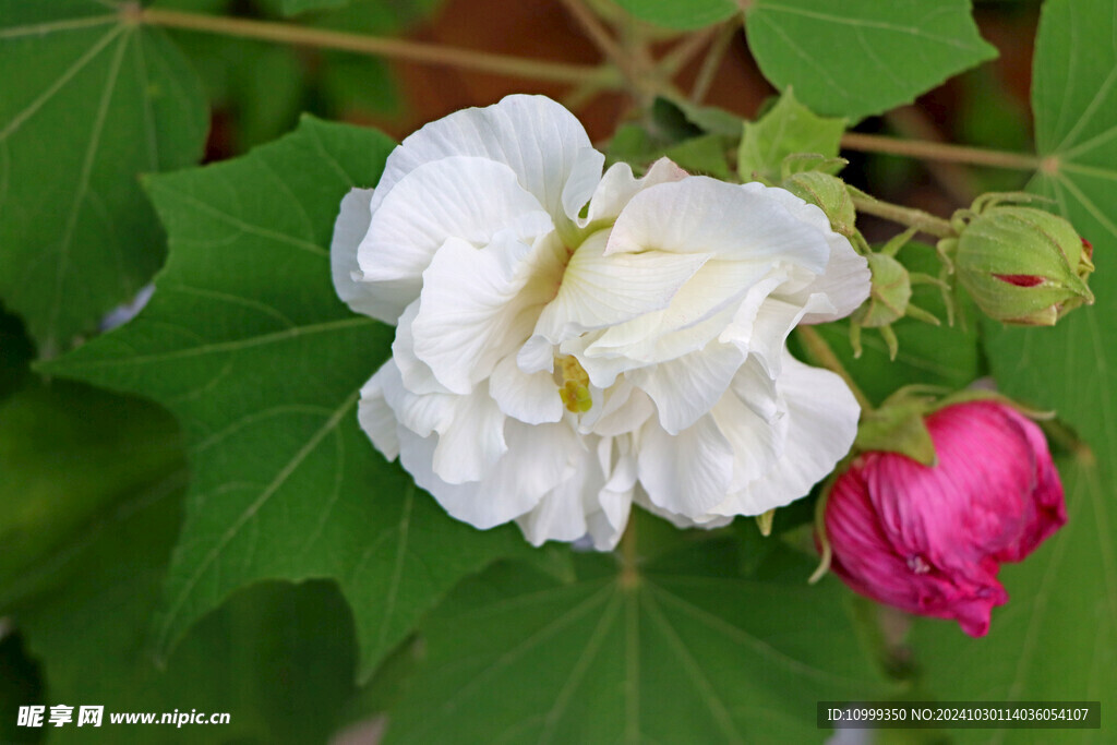 白色木芙蓉花