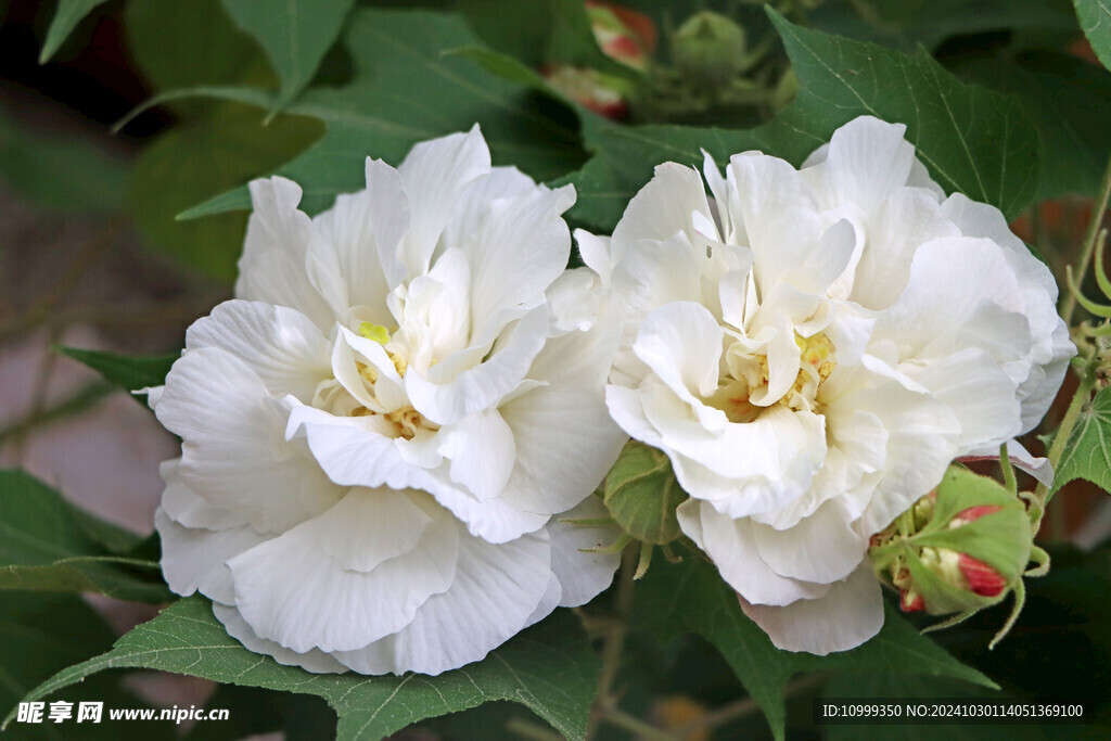 白色木芙蓉花