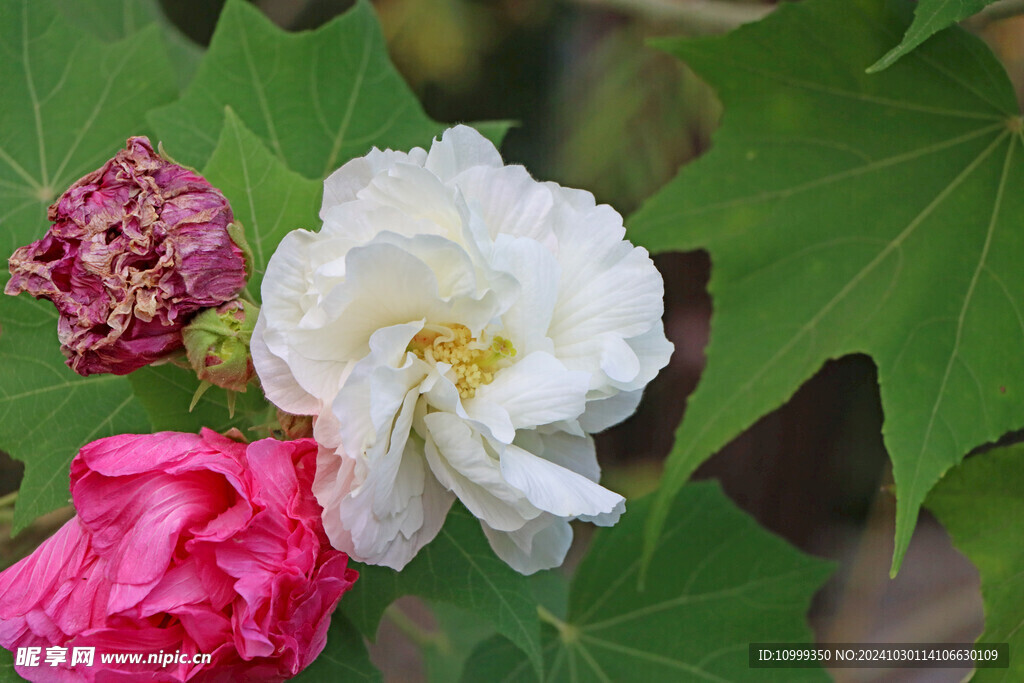 白色木芙蓉花