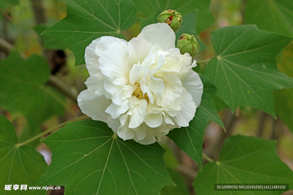 白色木芙蓉花