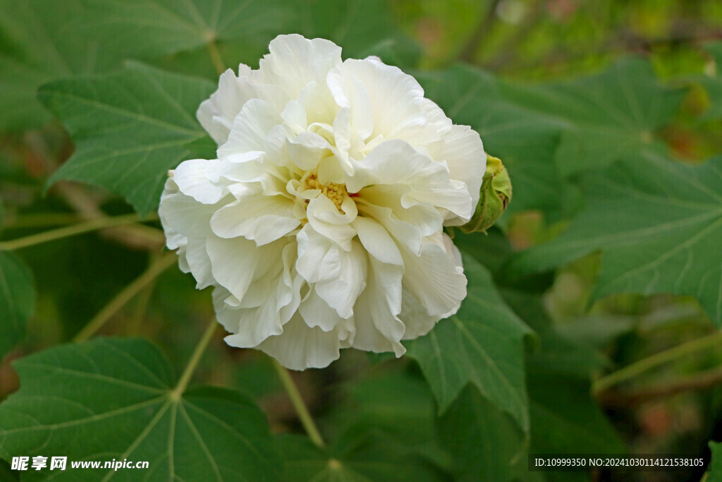 白色木芙蓉花