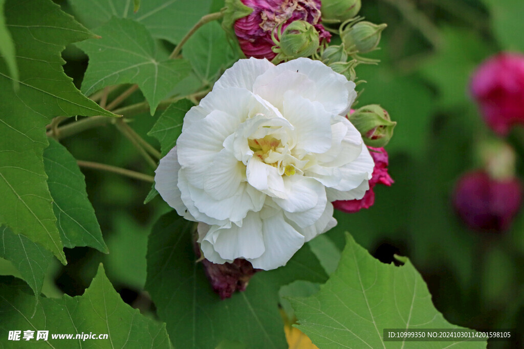 白色木芙蓉花