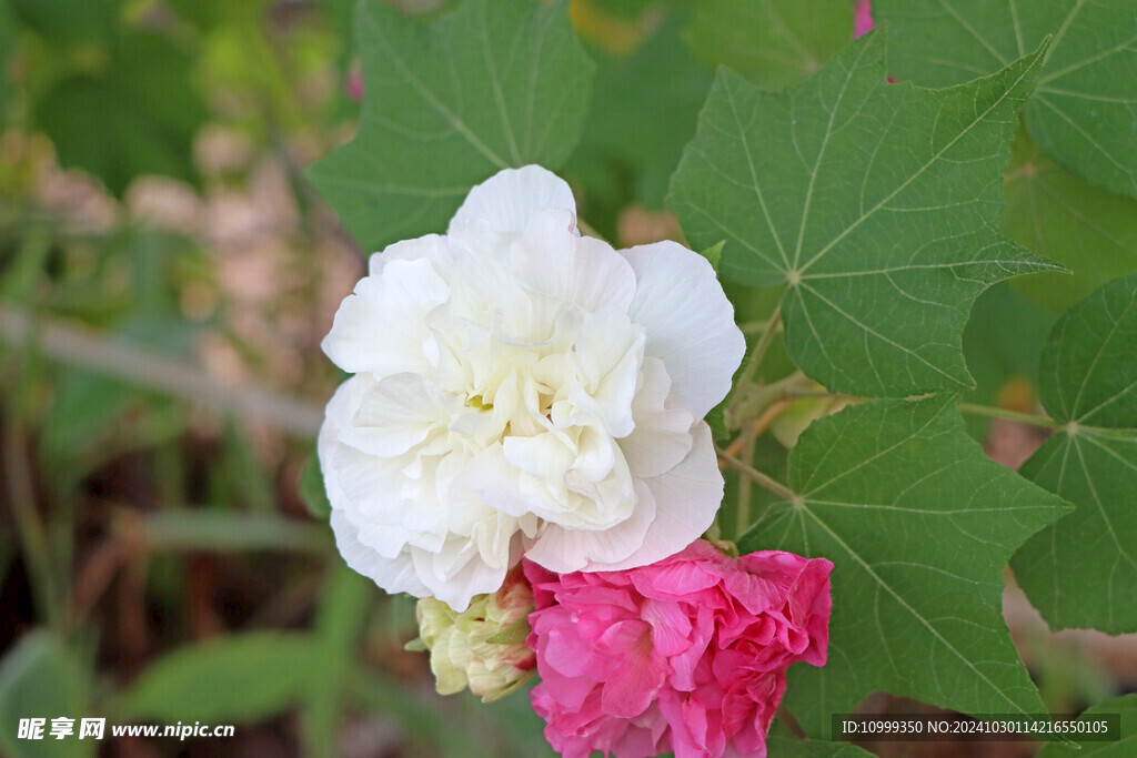 白色木芙蓉花