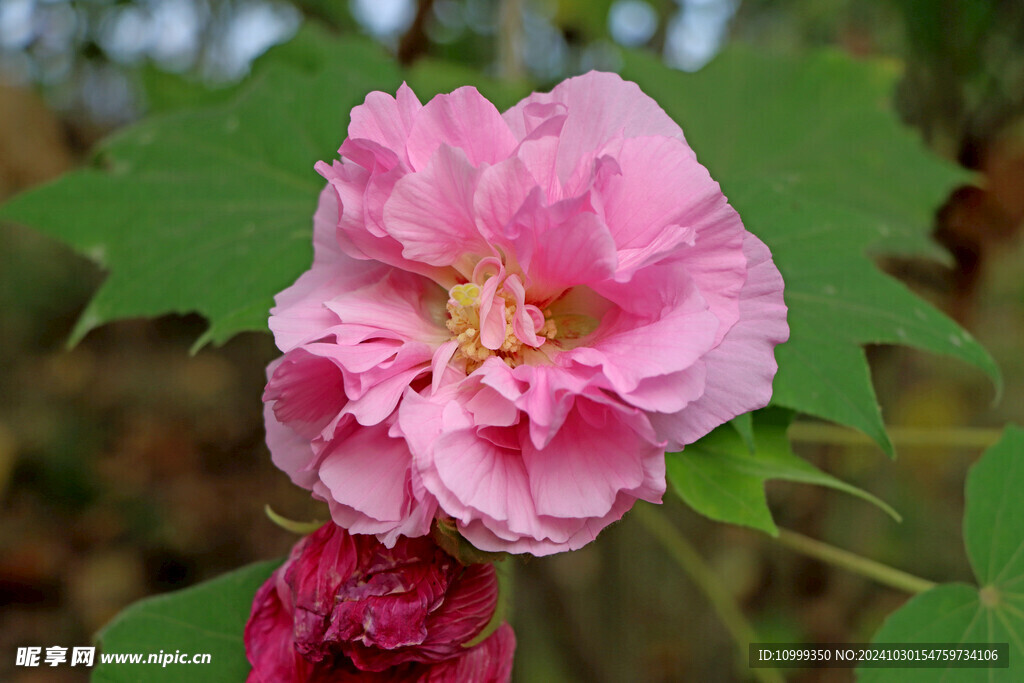 粉色木芙蓉花