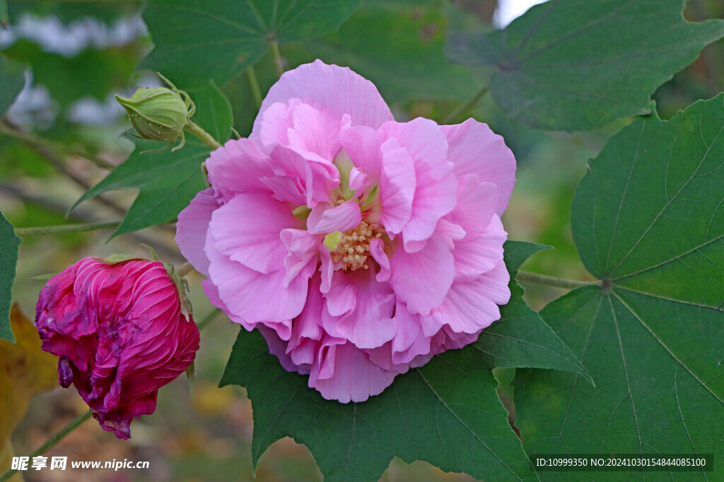 粉色木芙蓉花