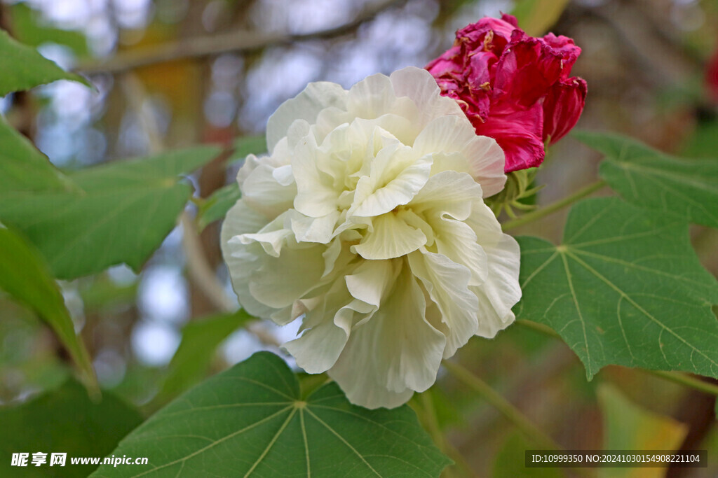 白色木芙蓉花