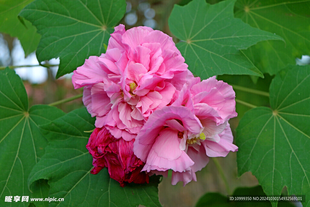 粉色木芙蓉花