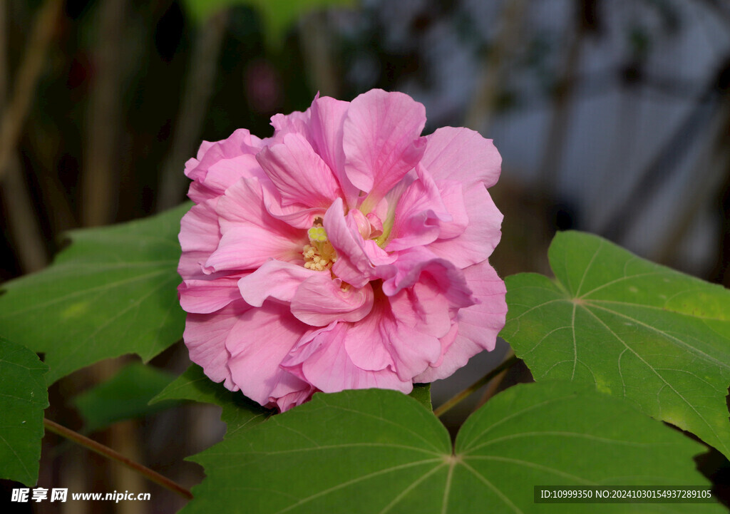 粉色木芙蓉花