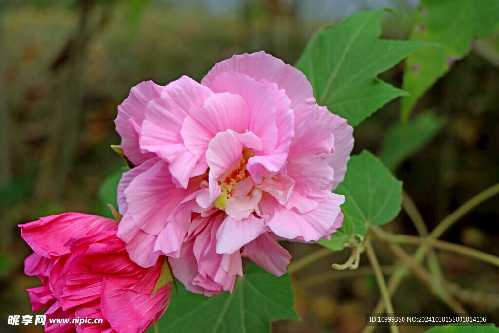 木芙蓉