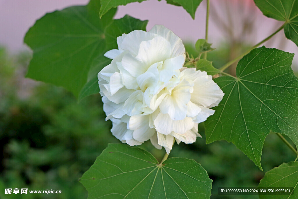 白色木芙蓉花