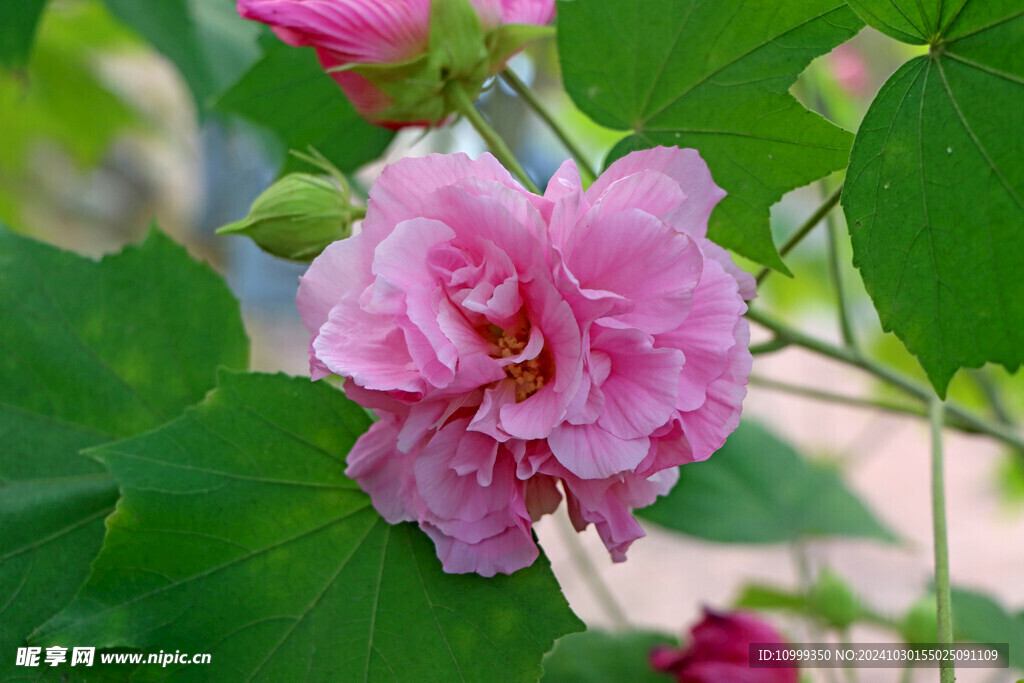 木芙蓉