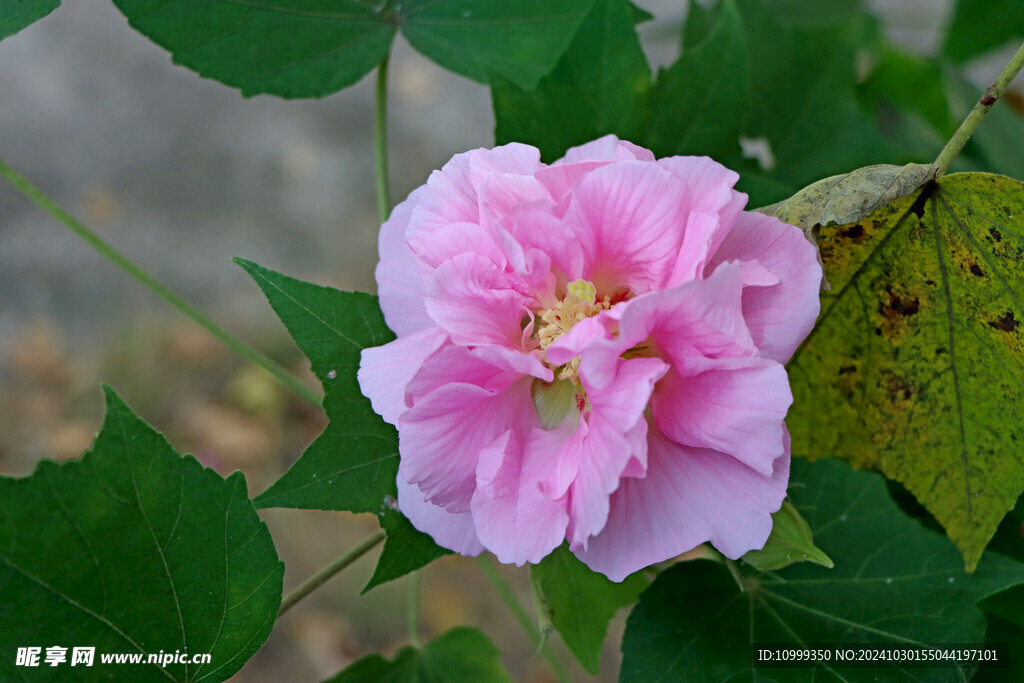 木芙蓉