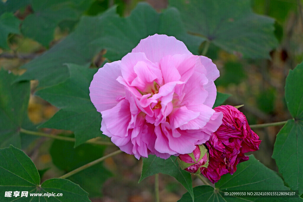 粉色木芙蓉花