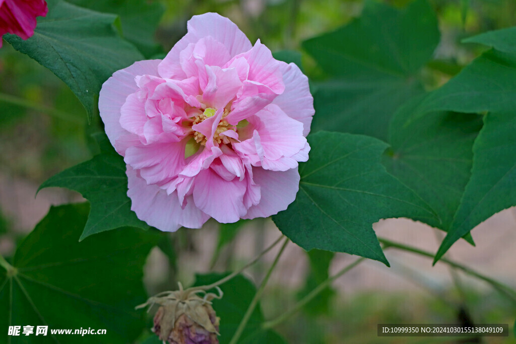 木芙蓉