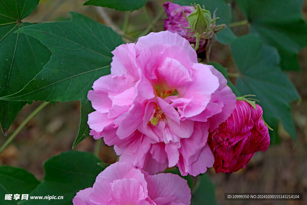 粉色木芙蓉花