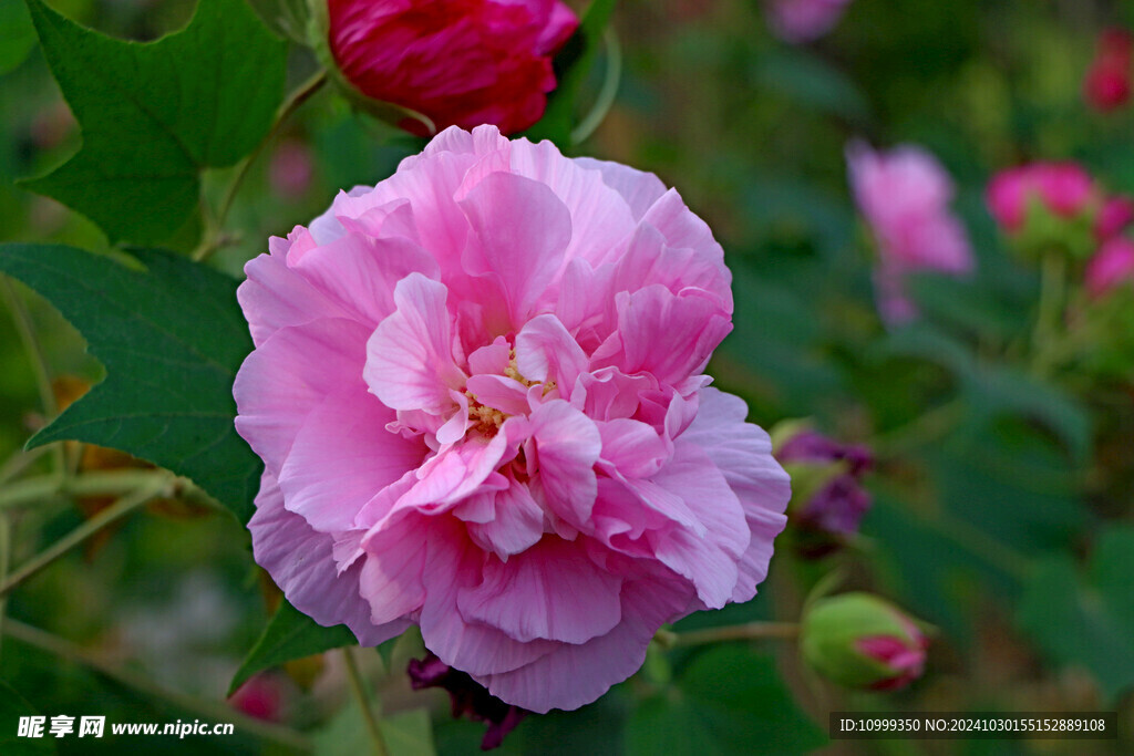 木芙蓉