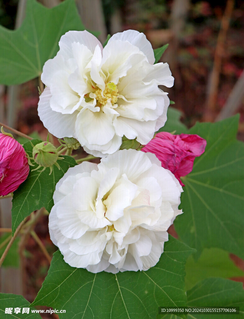 白色木芙蓉花