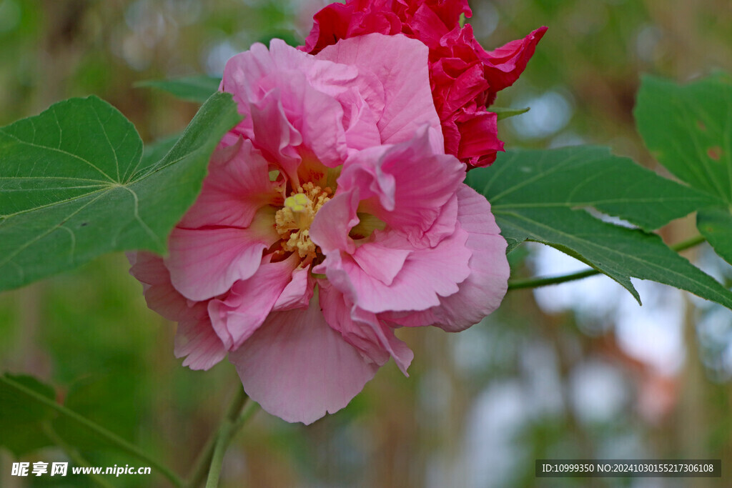 粉色木芙蓉花