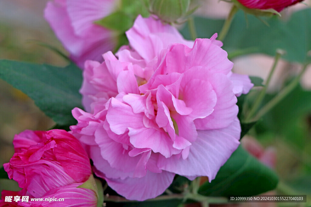 粉色木芙蓉花