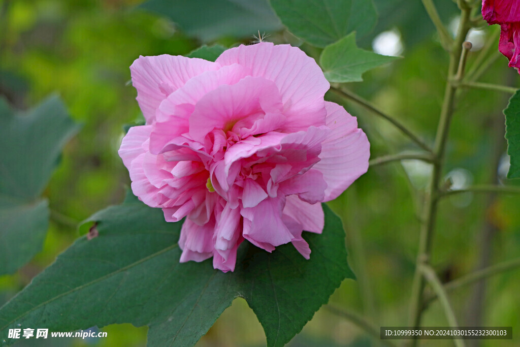 粉色木芙蓉花