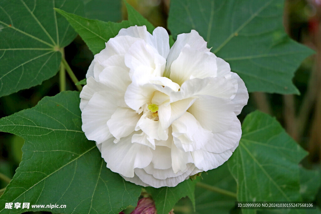 白色木芙蓉花