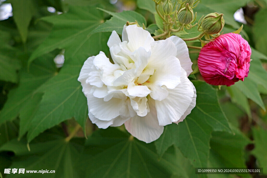 白色木芙蓉花