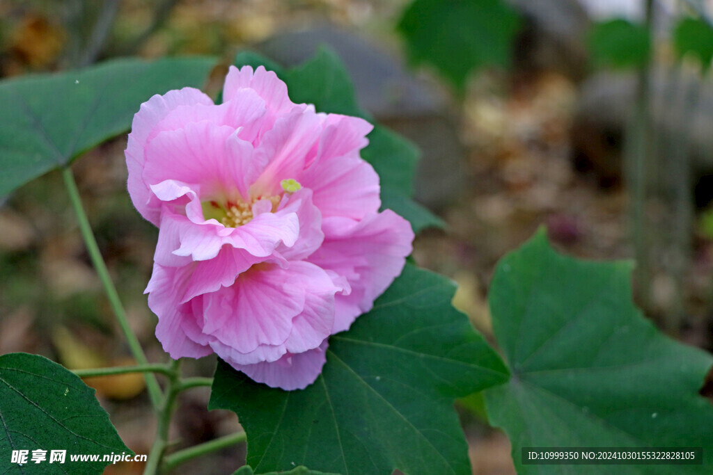 粉色木芙蓉花