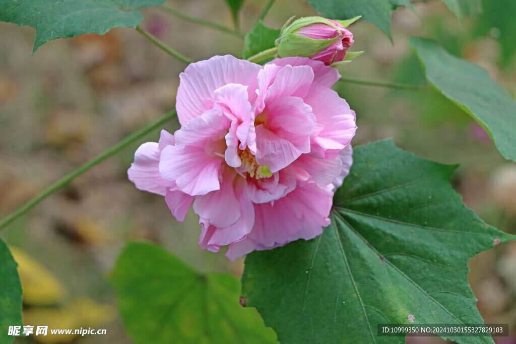 粉色木芙蓉花