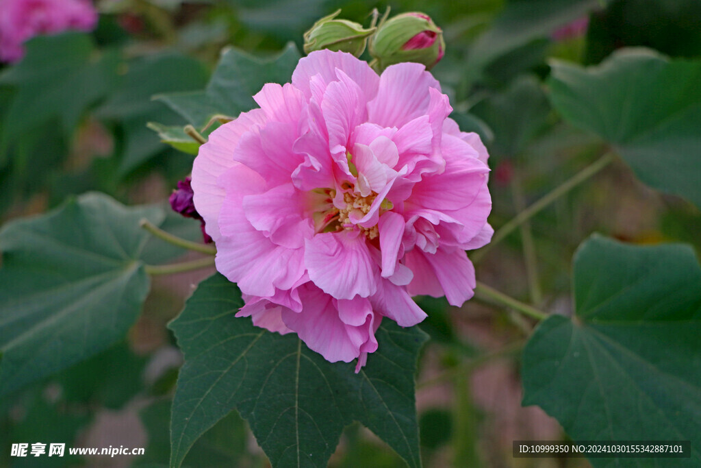 粉色木芙蓉花