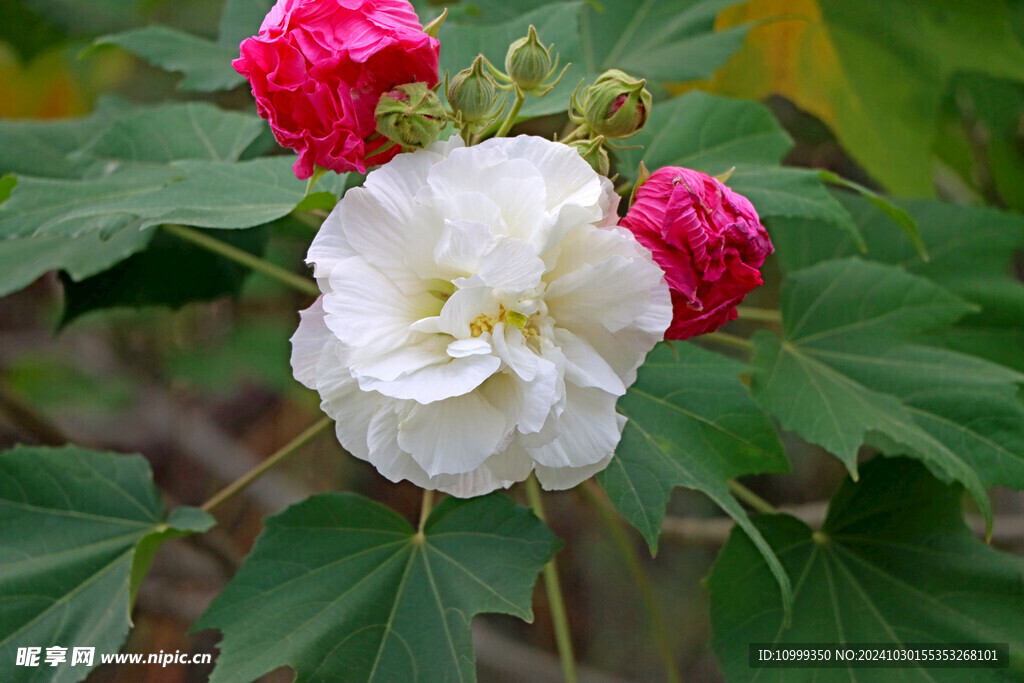 白色木芙蓉花