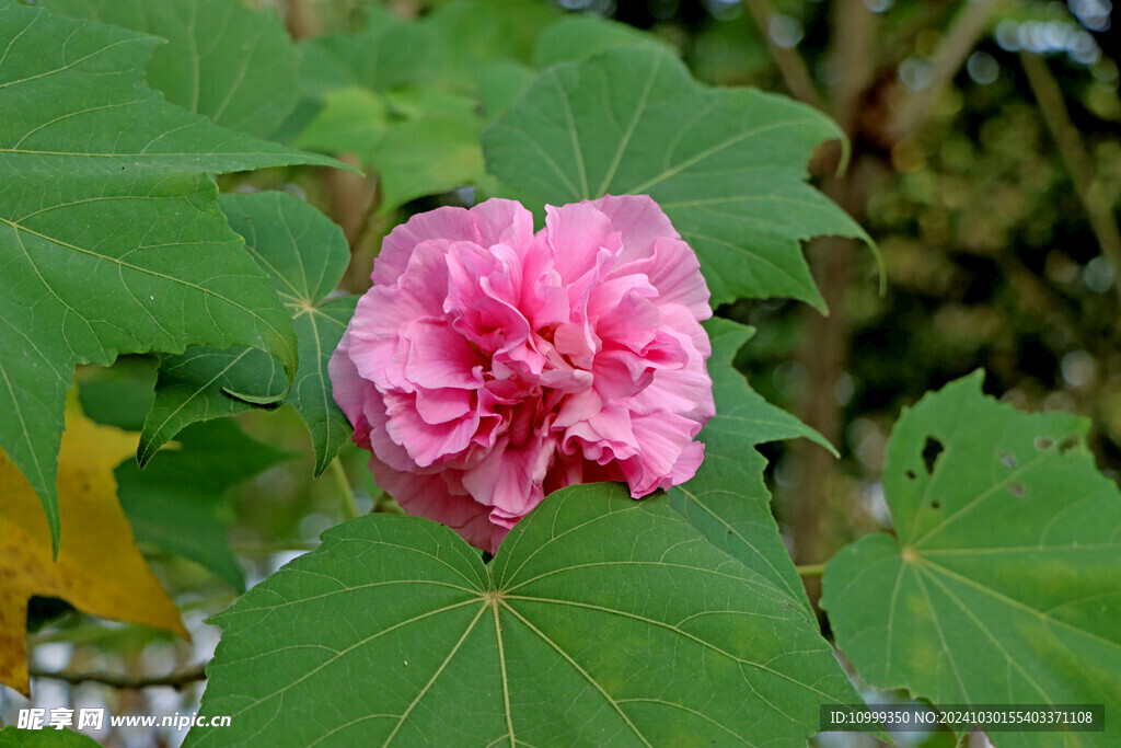 粉色木芙蓉花