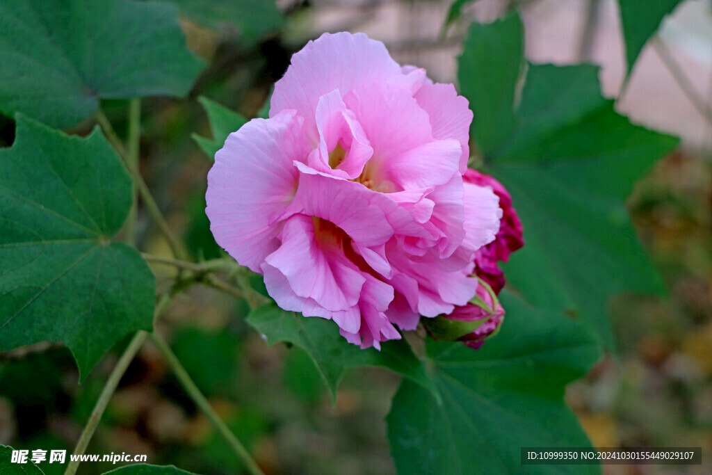 粉色木芙蓉花