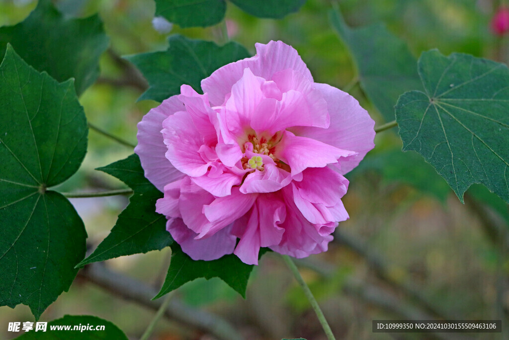 粉色木芙蓉花