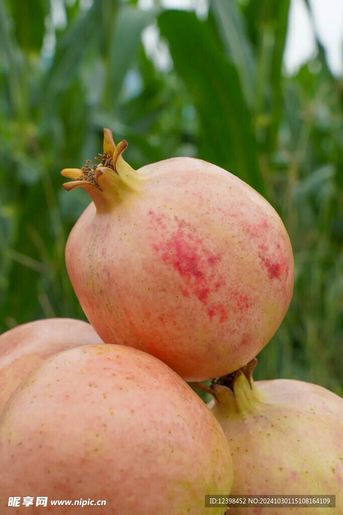 石榴