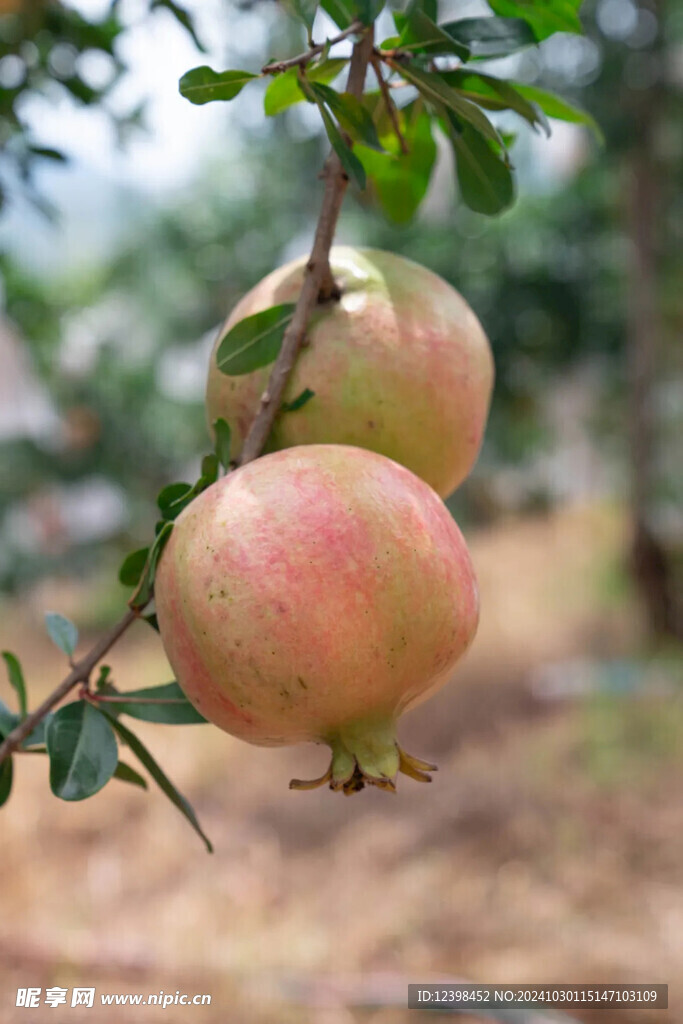 石榴