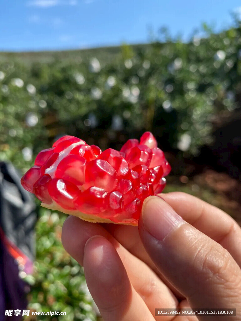 软籽石榴