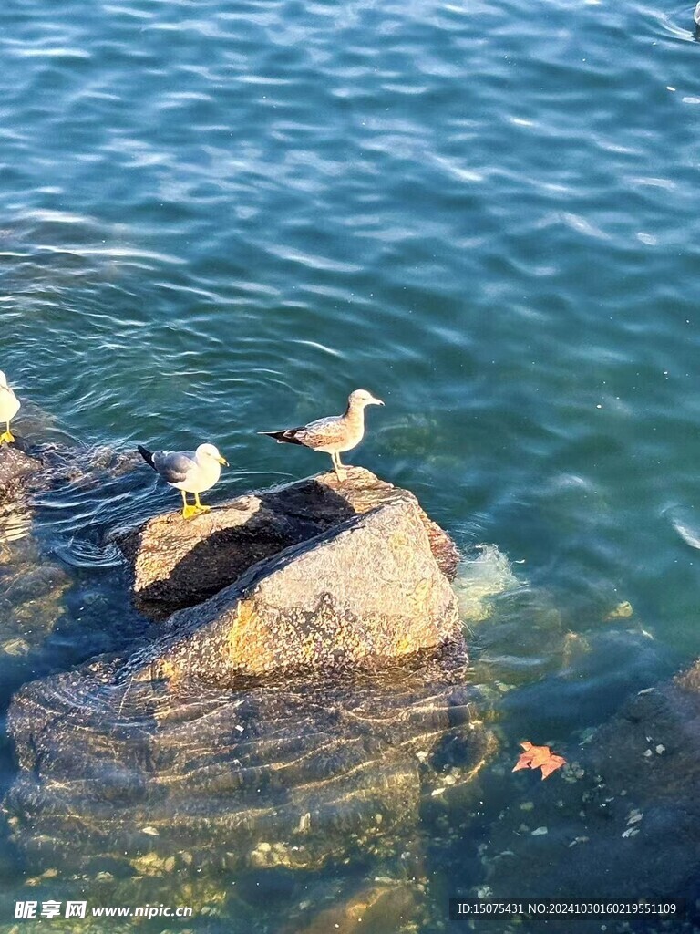 海鸟