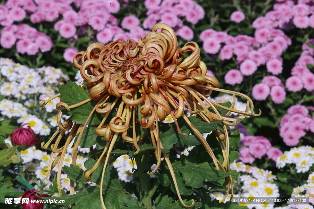 菊花 
