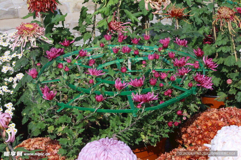 菊花 