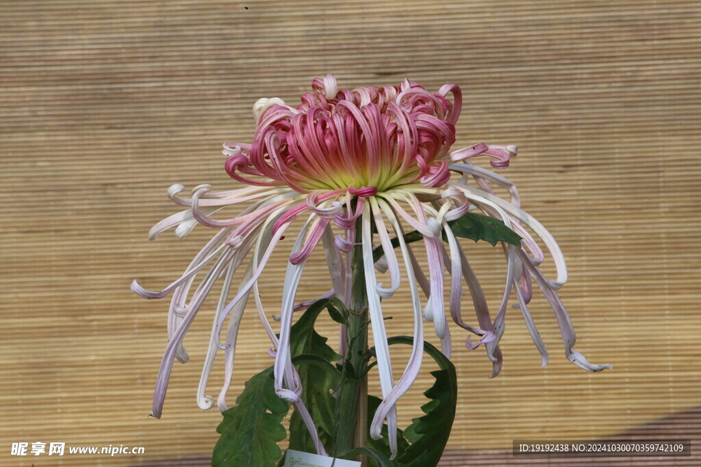 菊花  