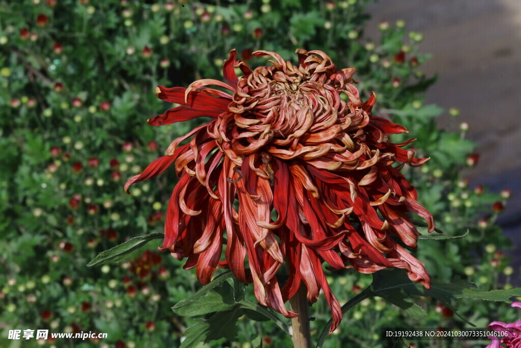 菊花  