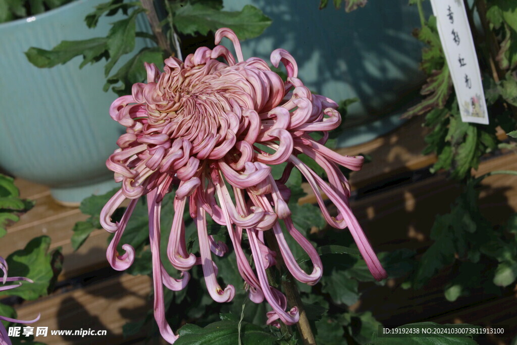 菊花 
