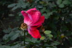 月季花  