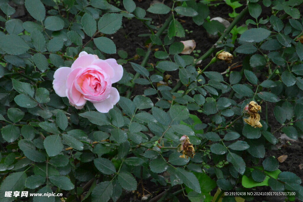 月季花  