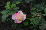 月季花 